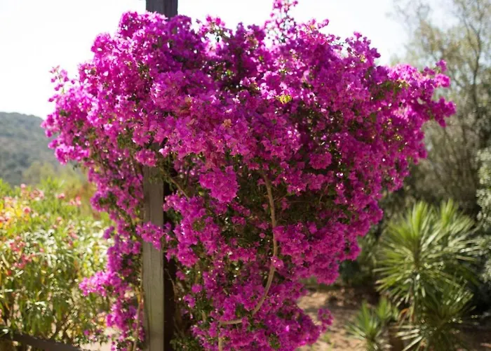 65m2 7 Pers - Rondinara, Bonifacio (Corsica)